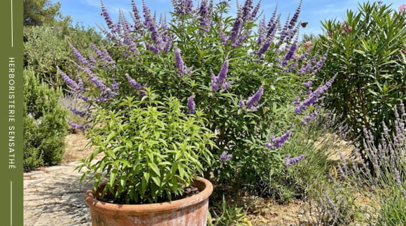 Verveine citronnée et gattilier au jardin parmi les plantes de la famille des Verbénacées - Herboristerie Sensathé Verveine citronnée et gattilier au jardin parmi les plantes de la famille des Verbénacées - Herboristerie Sensathé